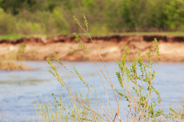 spring branch with leaves