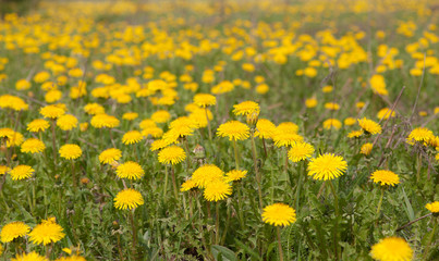 dandelions on a spring meadow