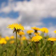 dandelions close up