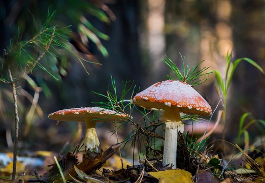 Two fly amanita mushrooms in the autumn forest