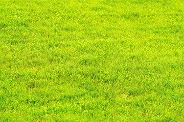 Green cropped lawn, background