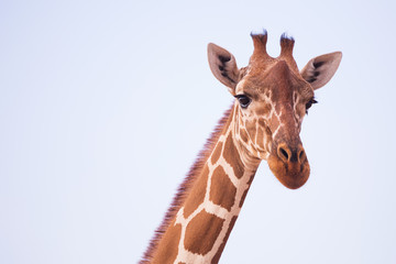 giraffe in Samburu Park in Kenya