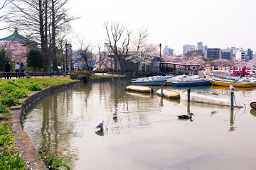 Obraz premium Shinobazu pond located at Ueno Park, Taito Ward, Tokyo, Japan.