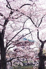 Benten-do in Shinobazu pond with Cherry blossoms surrounded located at Ueno park, Tokyo, Japan.