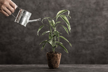 水と植物
