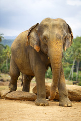 Fototapeta premium sri lanka elephant