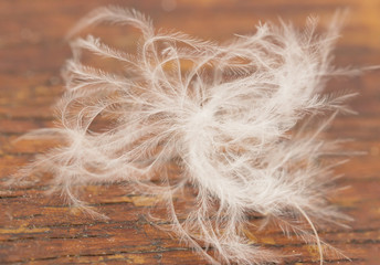 white feathers of the bird on a wooden background