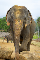 sri lanka elephant