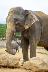 sri lanka elephant