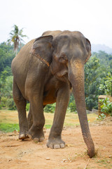 Fototapeta na wymiar sri lanka elephant