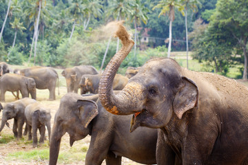 sri lanka elephant