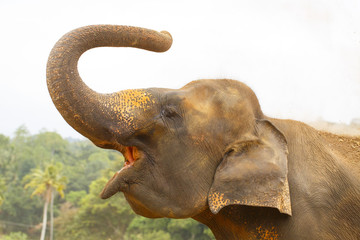 sri lanka elephant