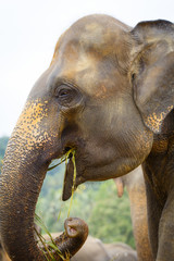 Obraz na płótnie Canvas sri lanka elephant