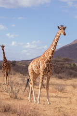 giraffes, Samburu, Kenya
