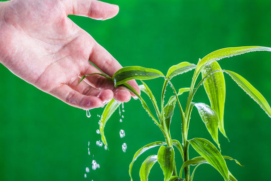 植物に水を与えている人間の手