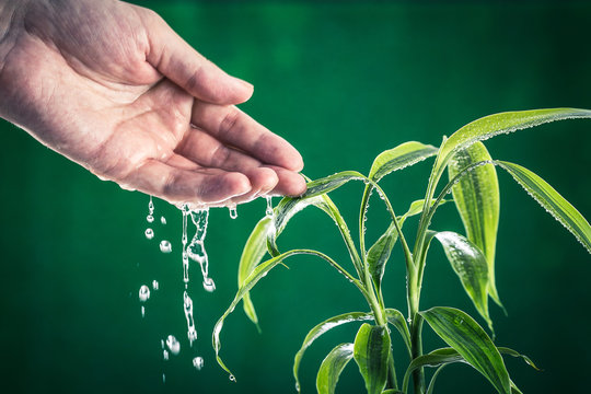 植物に水を与えている人間の手