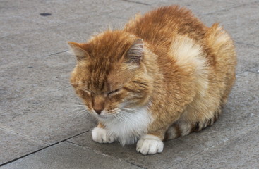 Fototapeta premium gatto