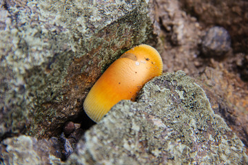 mushroom growing in the ground