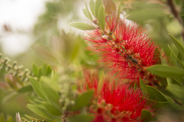 Beautiful and interesting bright red bottlebrush (Callistemon) t