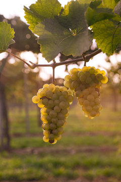 vigna