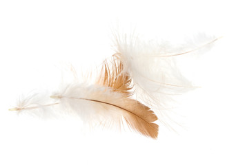 brown feather on white background