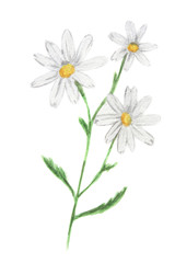 Isolated watercolor camomile on white background. Beautiful and gentle flower. Romantic decoration.