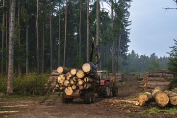 Traktor z drzewem jedzie pośród wyciętego lasu