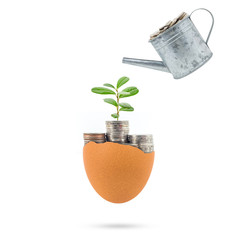Plant growing on coins in egg broken concept for investment, retirement on white background.