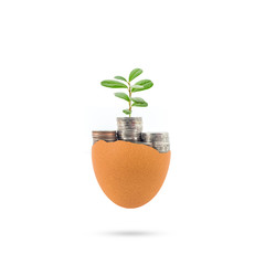 concept of new money growth a budding plant growing in coins on white background.