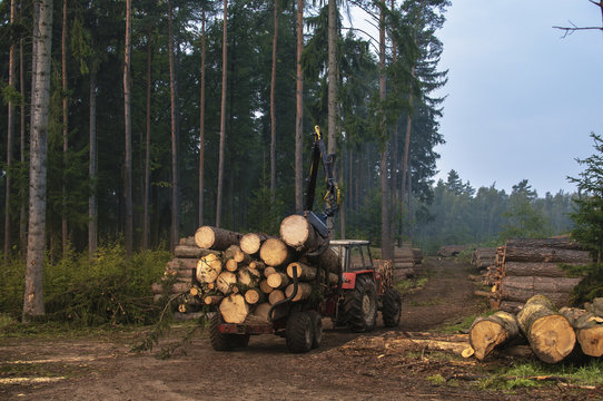 Traktor z drzewem jedzie pośród wyciętego lasu