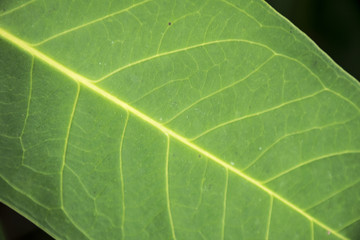 Close up green leaf texture/background. Abstract macro of nature.