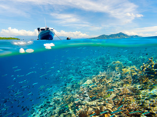 Barrière de corail avec de nombreux poissons près de l& 39 île de Bunaken, Indonésie