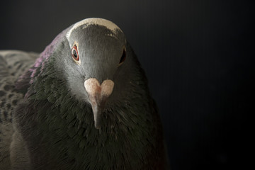 close up face of angry pigeon bird photography by low light styl