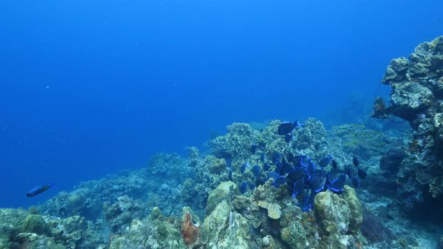 Unterwasser - Riff - Fisch - Fischschwarm   - Tauchen - Curacao - Karibik - 4K