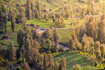 Sunrise in the forest near Bromo volcano, Java island, Indonesia