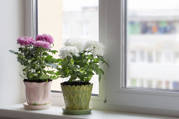 chrysanthemum in pot on window sill