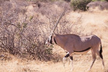 Naklejka na ściany i meble oryx antelope in Samburu National Park in Kenya