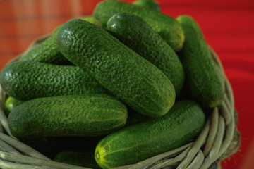 Fresh small cucumbers in wicker basket on red background. 