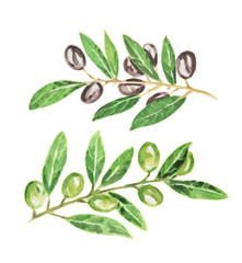 Isolated watercolor green and black olives on white background. Delicious food for salad and cooking.