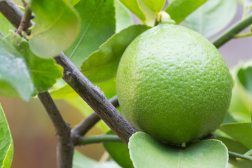 Raw lemon hanging on a tree in garden.