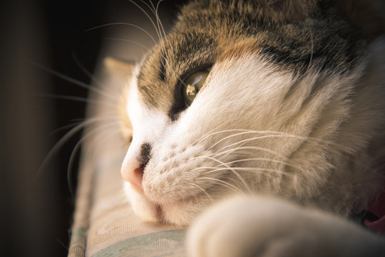 Close up of beautiful calico cat