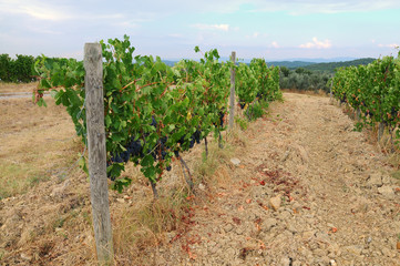 Fototapeta na wymiar Beautiful Vineyards in Chianti, near Florence, Tuscany, Italy. Autumn Season.