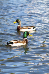 Ducks swimming in the blue pond