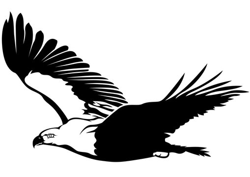 Black and White Flying Eagle - Outline Illustration, Vector