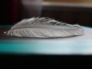 White Feather  on a contrast background