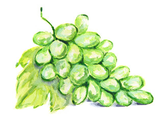 Fototapeta na wymiar Isolated watercolor green grape on white background. Fresh and healthy berry with vitamins. Vine base.
