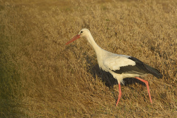 stork