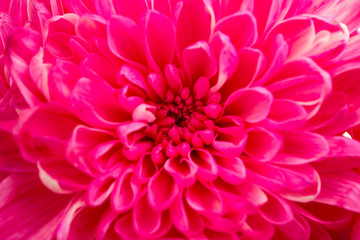 chrysanthemum flower