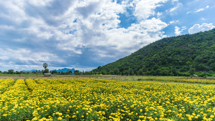 Tagetes erecta or the Mexican marigold farm in a beautiful day in Pranburi district ,  Prachuap Khiri Khan , Thailand