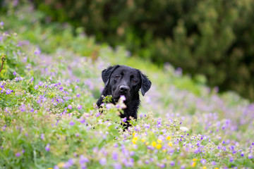 Black Goldador(Labrador-Golden Retriever Mix) lying in a meadow with wild flowers.
